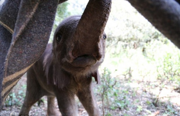 elephant orphanage