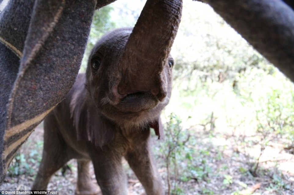 elephant orphanage