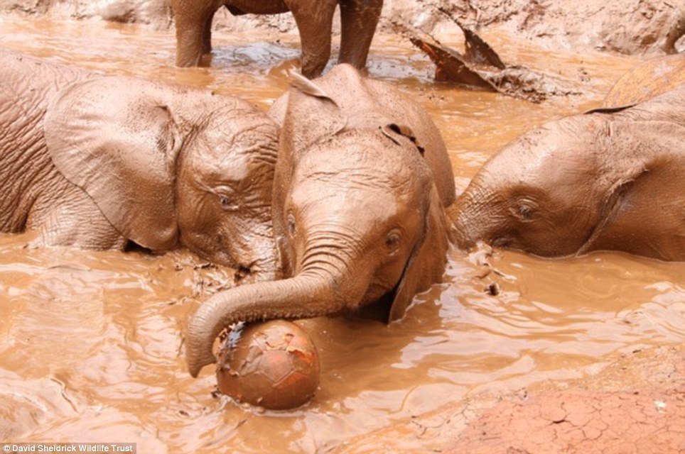 elephant orphanage