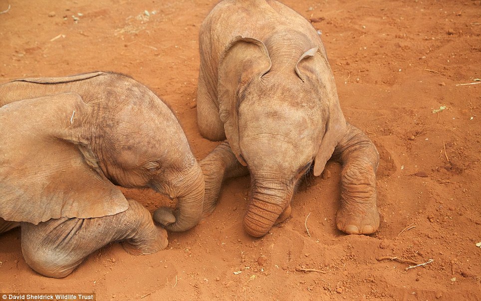 elephant orphanage