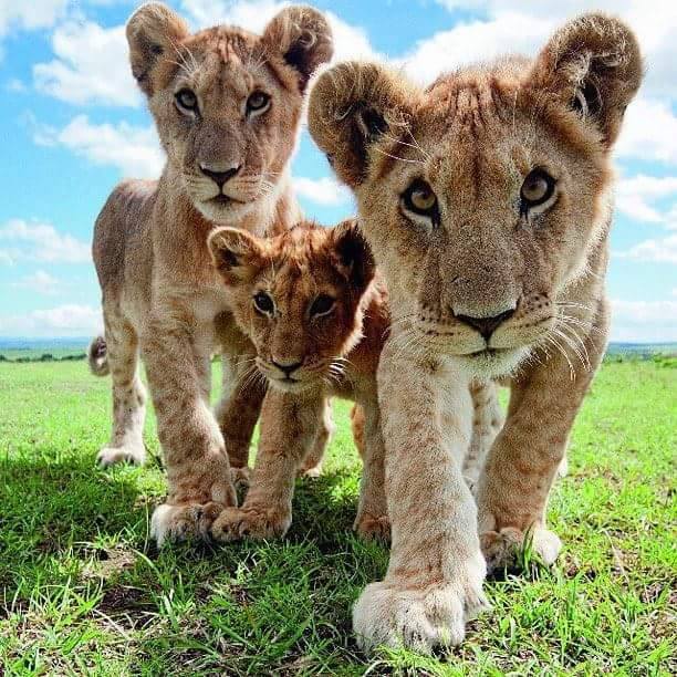hunting