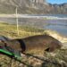 Elephant Seal Safely Returned to Ocean After Cape Town Suburb Stroll