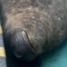 From Suburb Sensation to Naval Base Nap: Gordy The Elephant Seal is Back!!!
