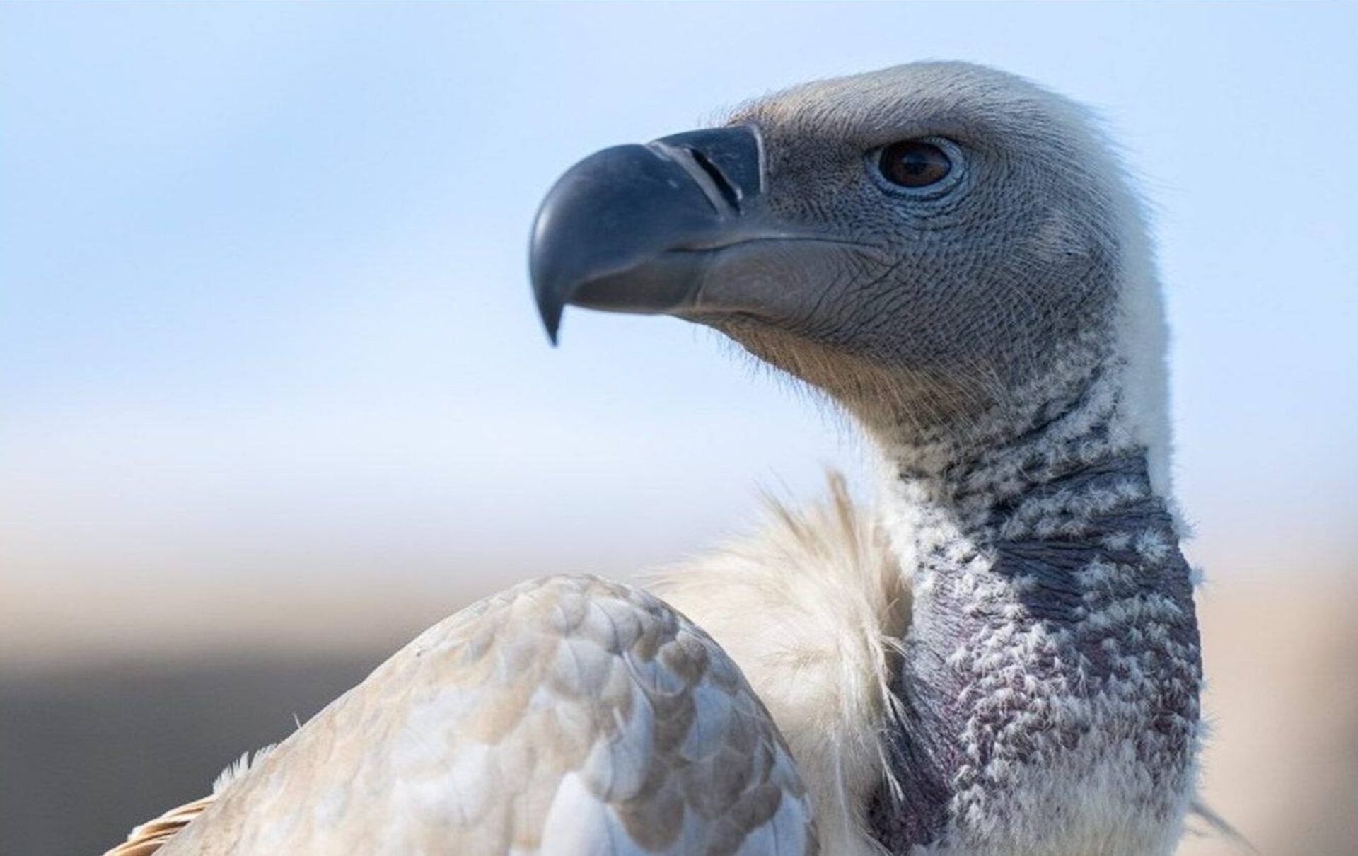BREAKING NEWS: First Wild Cape Vulture Sighting in Over 30 Years – A Hopeful Sign for Conservation!