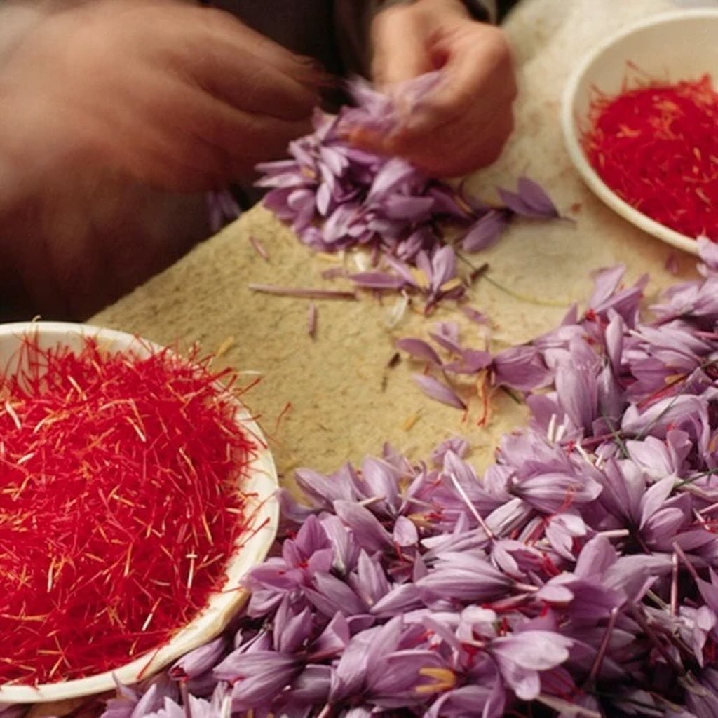 Saffron is Blooming in the Karoo... And So Is Hope!