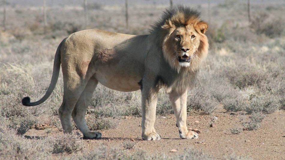 real lion king