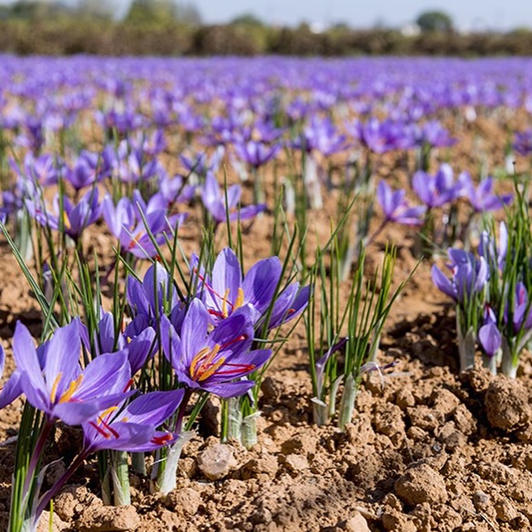 Saffron is Blooming in the Karoo... And So Is Hope!