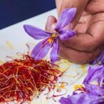 Saffron is Blooming in the Karoo... And So Is Hope!