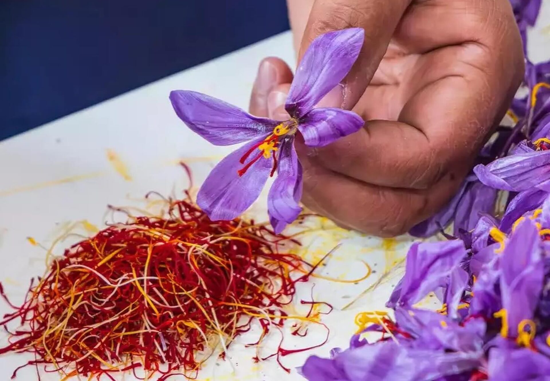 Saffron is Blooming in the Karoo... And So Is Hope!