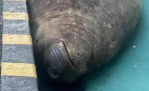 From Suburb Sensation to Naval Base Nap: Gordy The Elephant Seal is Back!!!