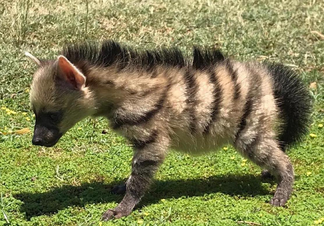 Aardwolf
