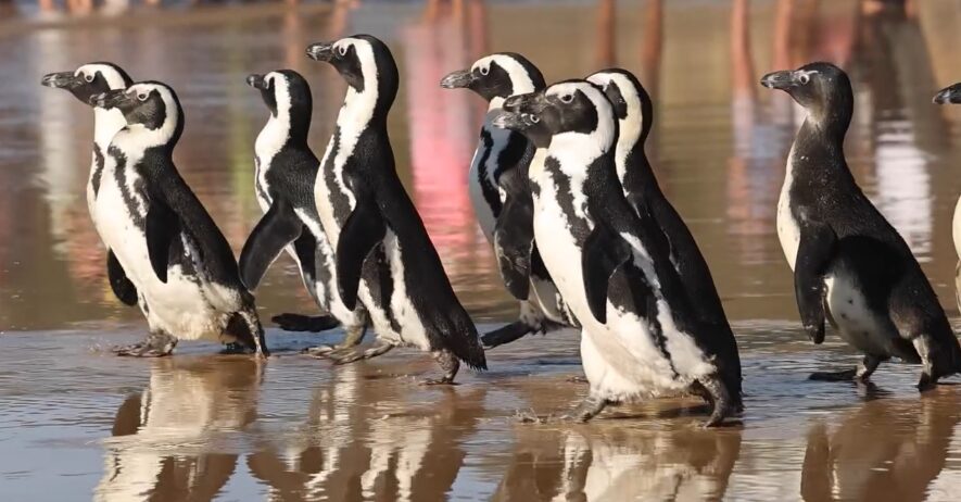 10 African Penguins