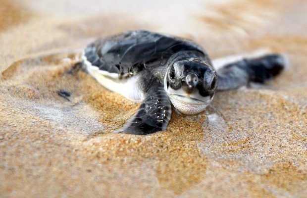 Animals Foundation New marine sciences subject for grade 10 learners in 2019