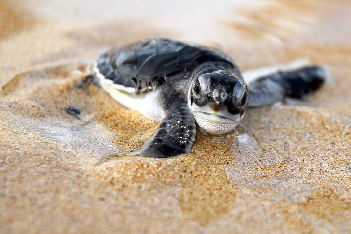 Animals Foundation New marine sciences subject for grade 10 learners in 2019