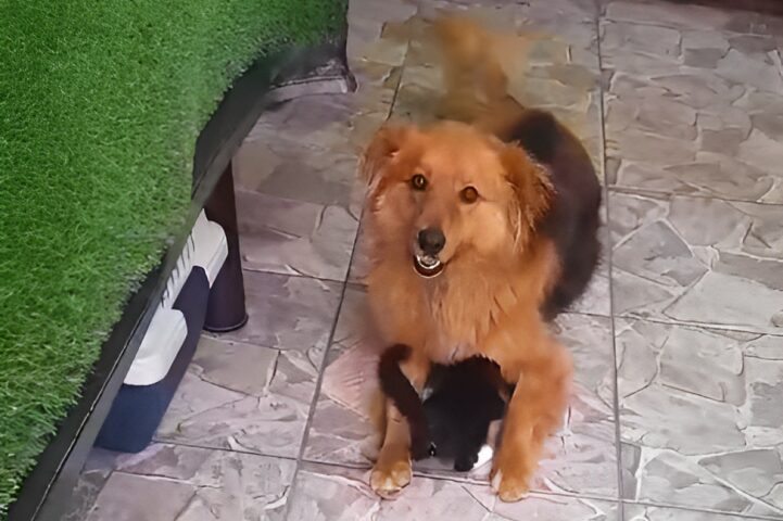 Bubbles