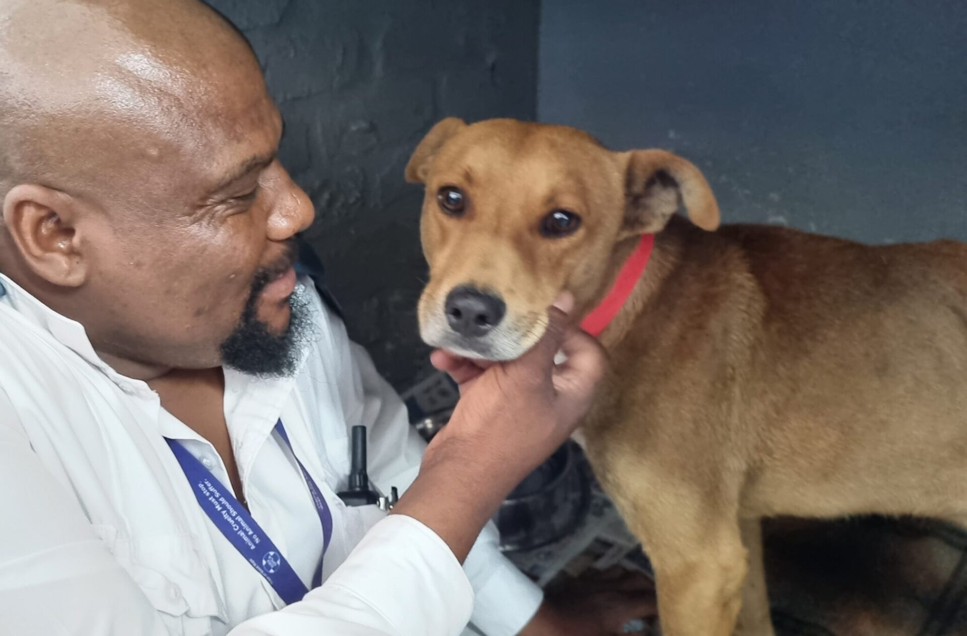 Sergeant Devotion: A Heartfelt "Tail" of Love Loss, and Hope