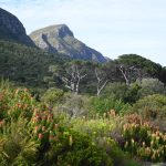 Serenity Must-See Gardens