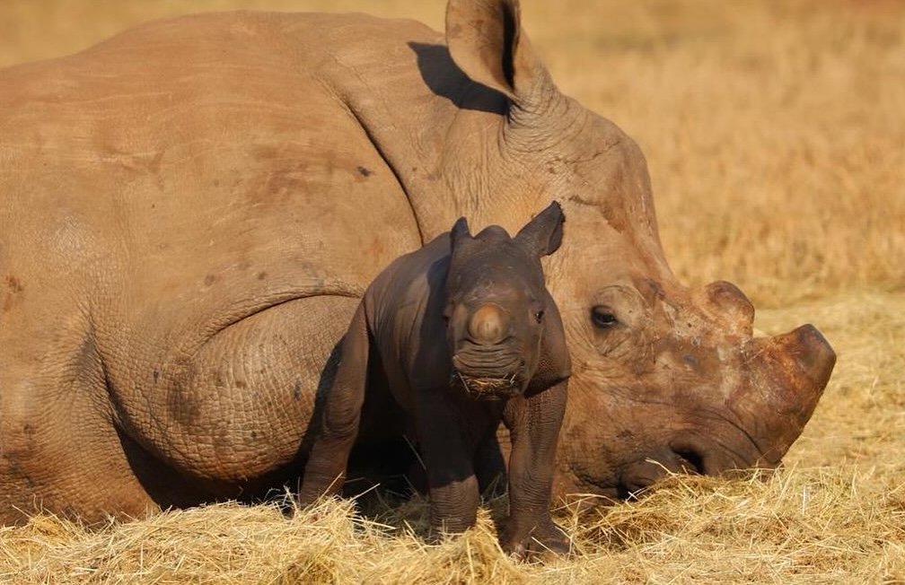 Endangered Species Day