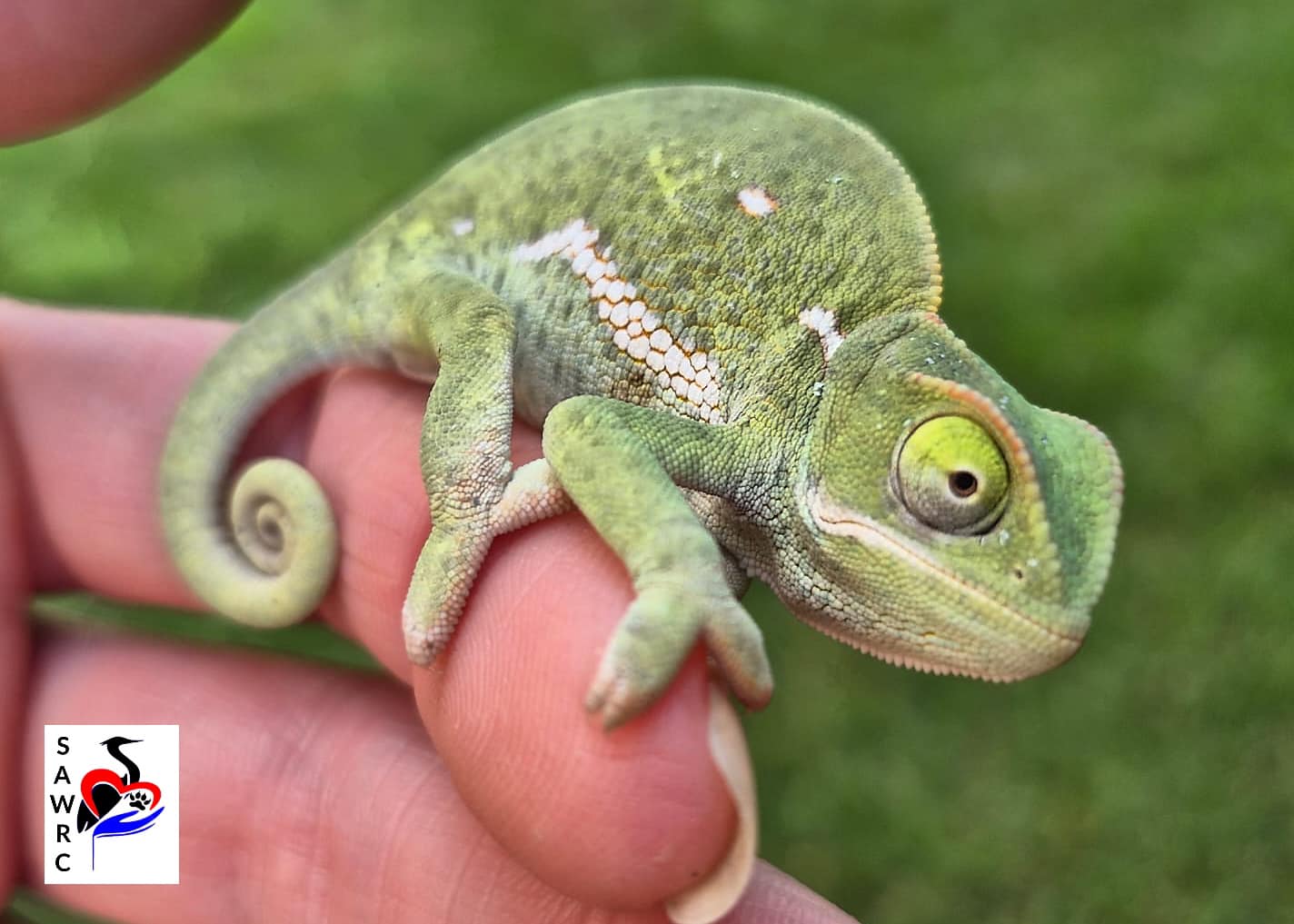 Chameleons