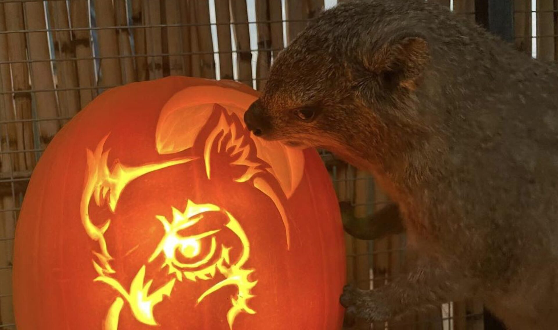 pumpkin carvings
