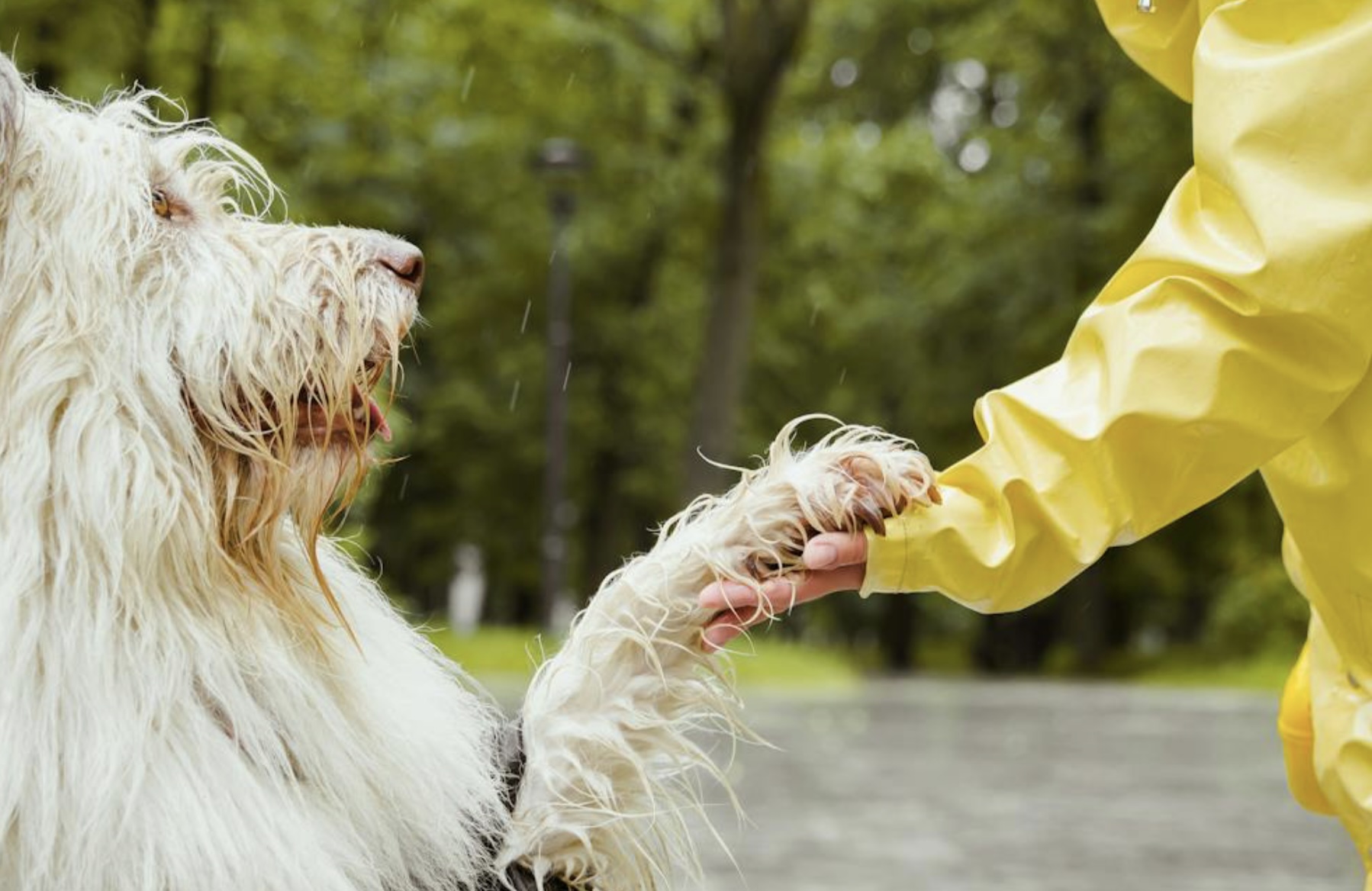 Gautng Cape Town's animals Rain lost dog