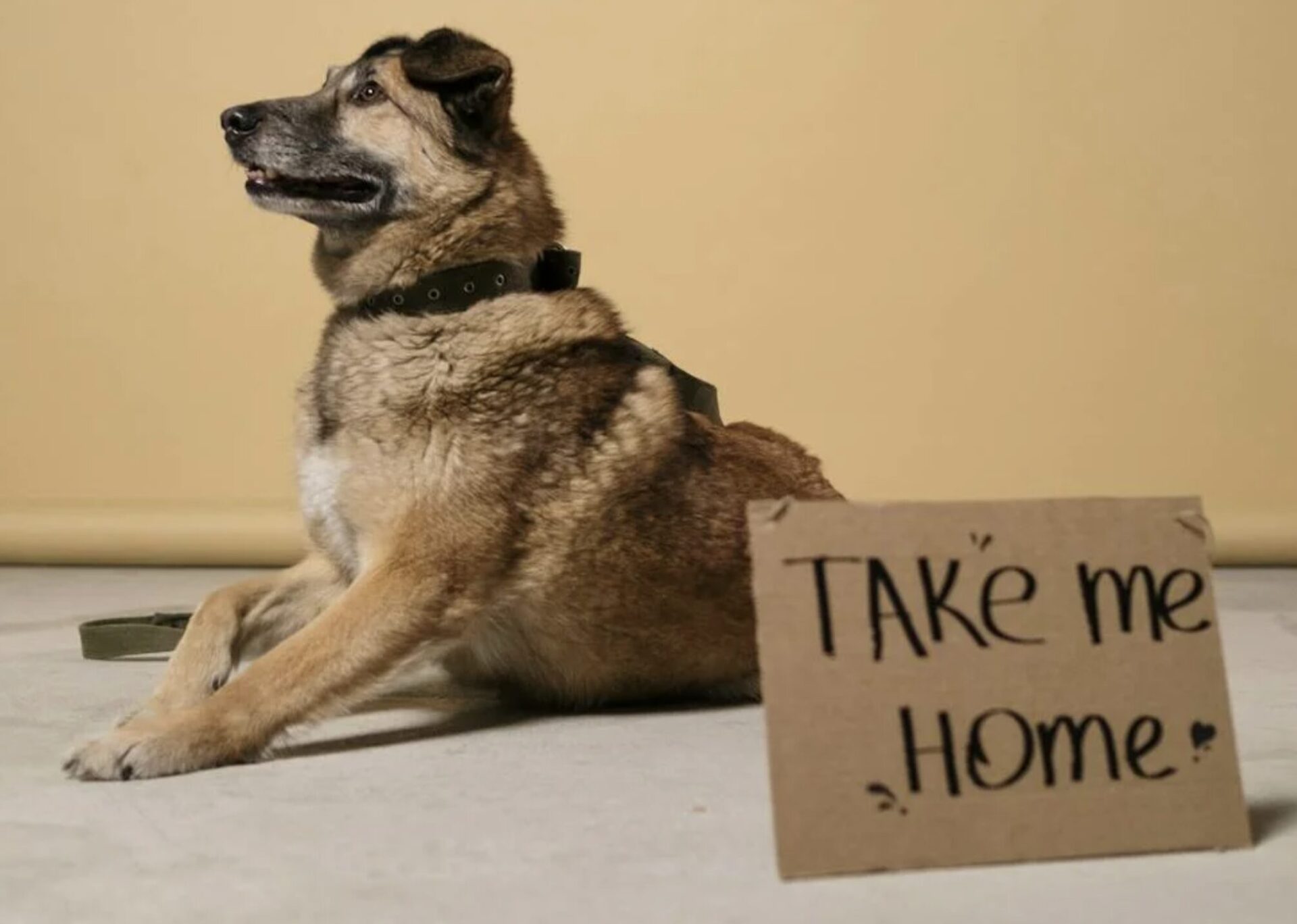 World Rescue Dog Day