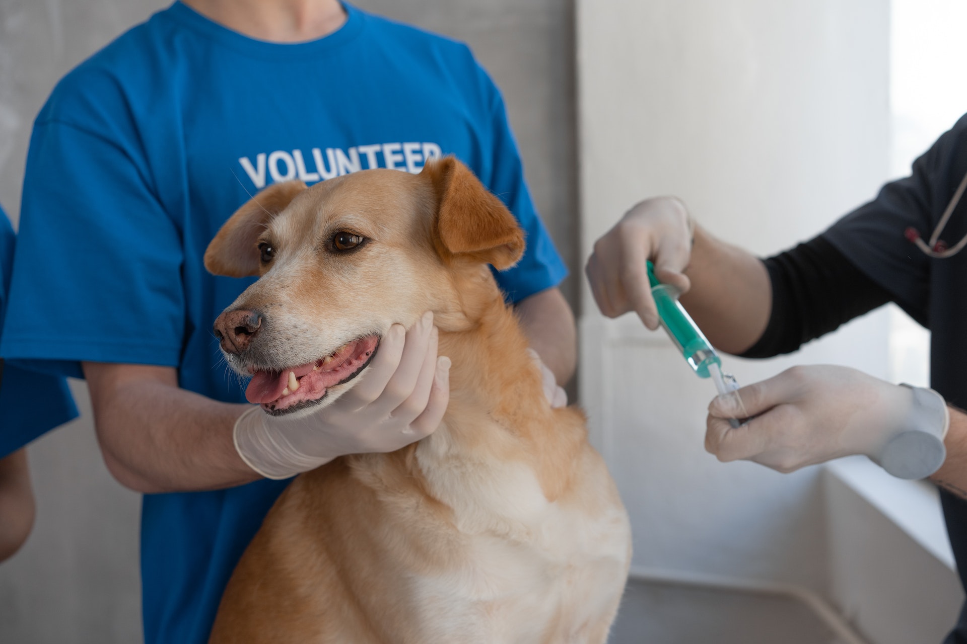 Unregulated Pet Sterilisation Spay Day Stellenbosch Funda Nenja Northern Cape