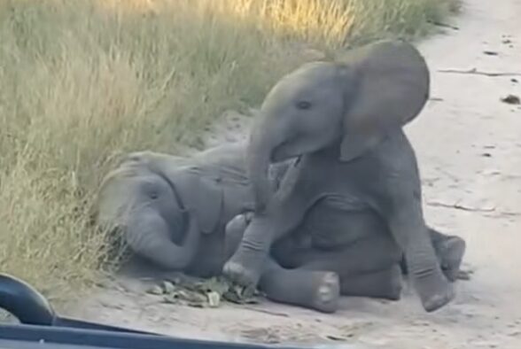 Baby Elephants