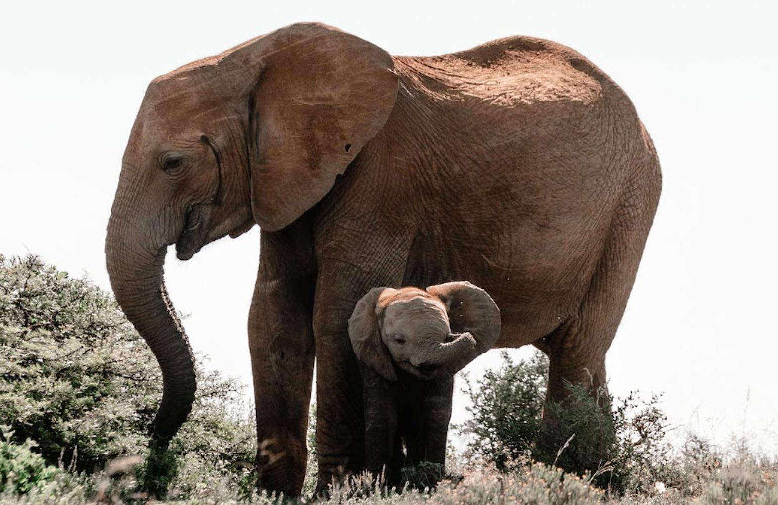 Rangers Mpumalanga Mother Figure