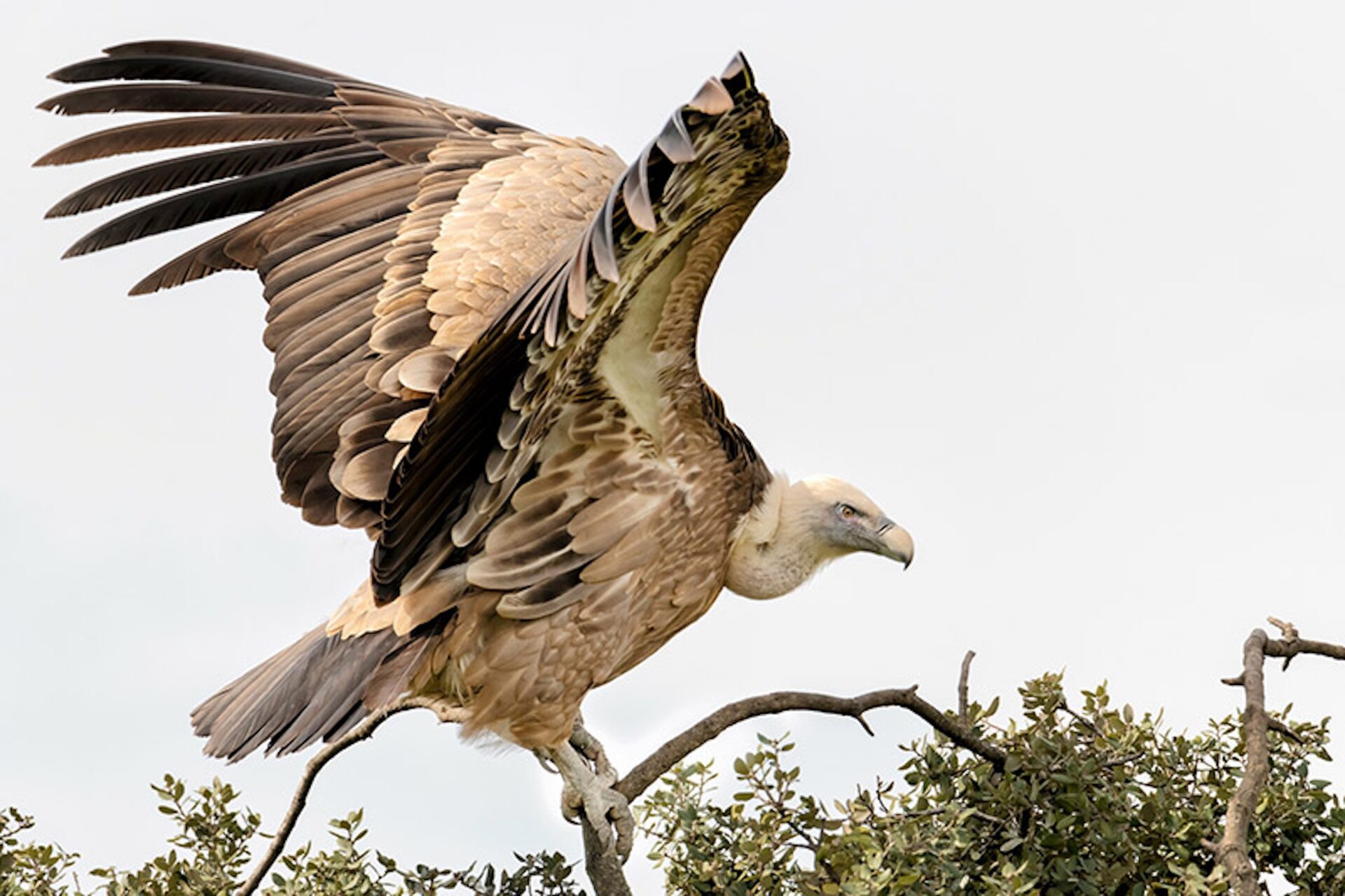 3 Endangered Birds Rescued and Released After Poisoning