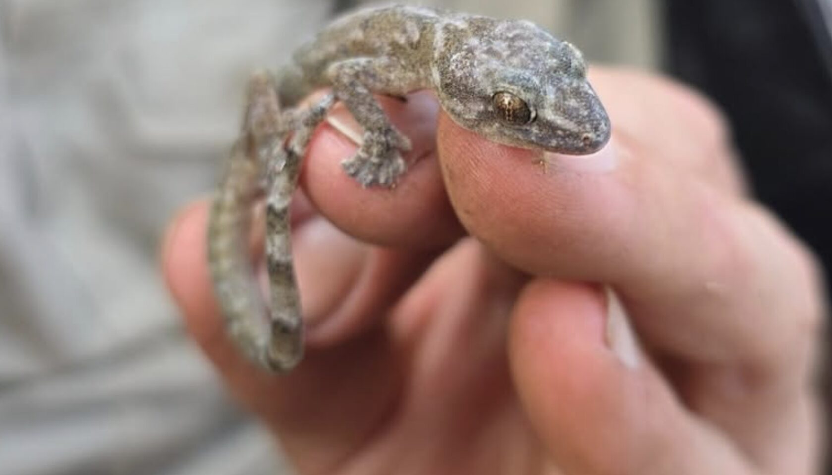 Gecko Species