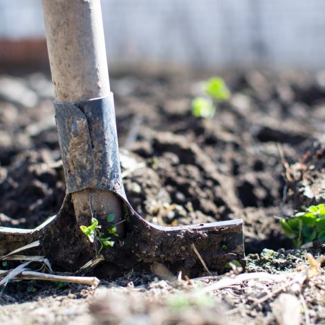Soil Day SPCA Clinic Tool Trees Arbor Month Food Dumping Vulnerable Active Citizenship