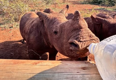 Zululand Conservation Trust