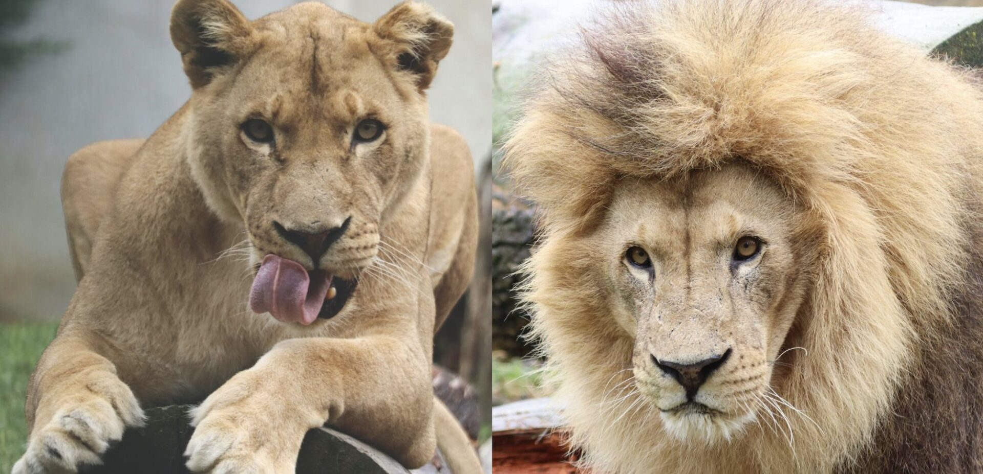 Circus Lions