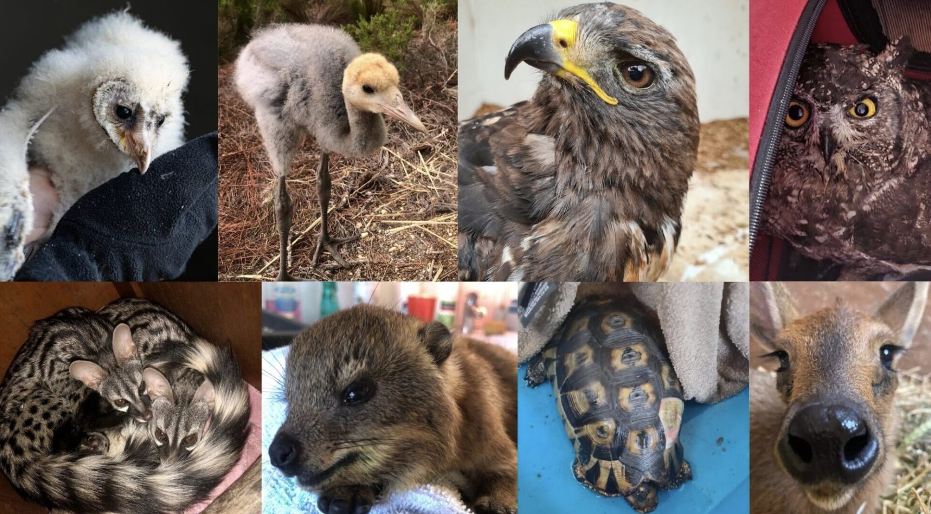 Grace Valley Wildlife Rescue