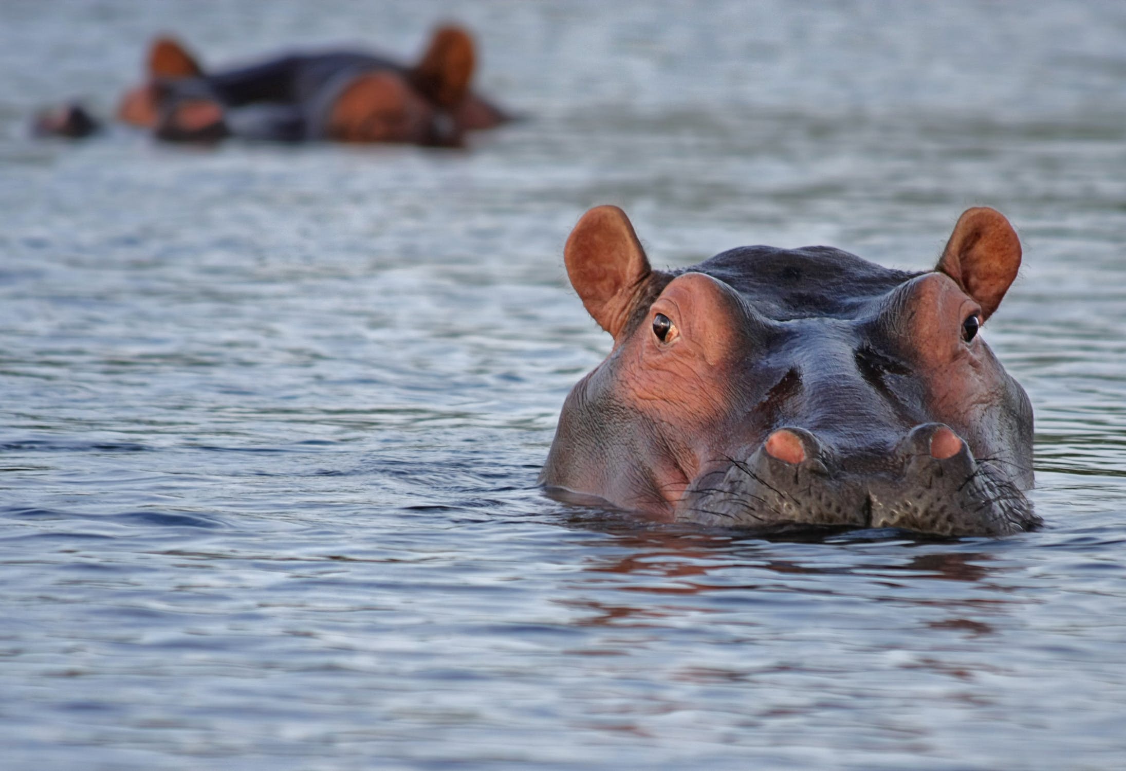 Limpopo Ivory Trade Hippos Can't Actually Swim! Wait, What? David Attenborough Explains...