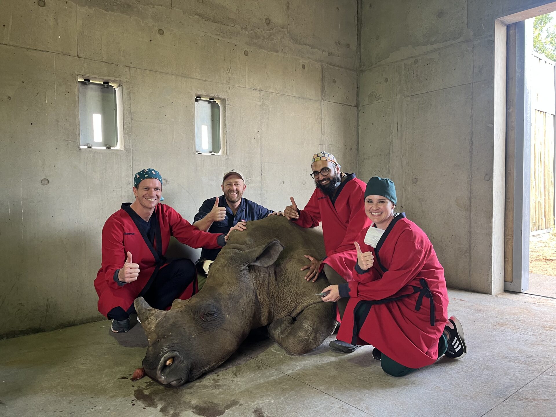 "Houdini" Saved by Nearly Six-Hour Surgery After Poaching Injury