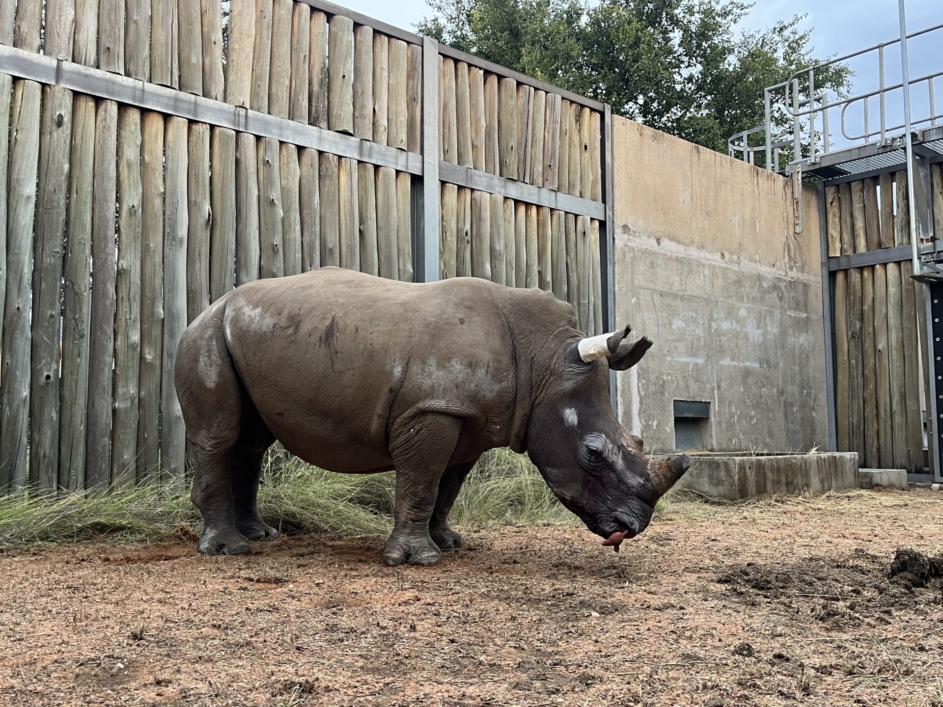 "Houdini" Saved by Nearly Six-Hour Surgery After Poaching Injury
