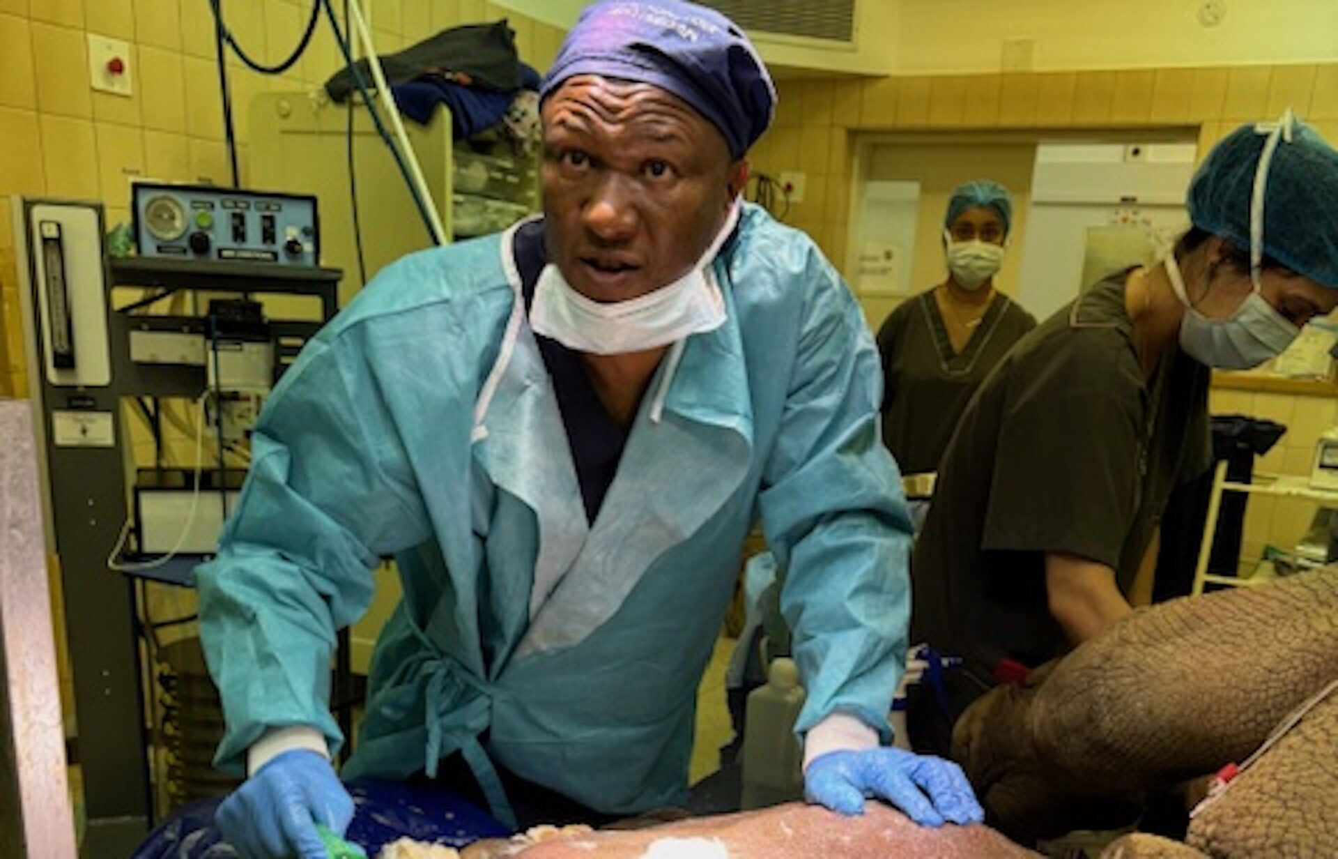 "Houdini" Saved by Nearly Six-Hour Surgery After Poaching Injury