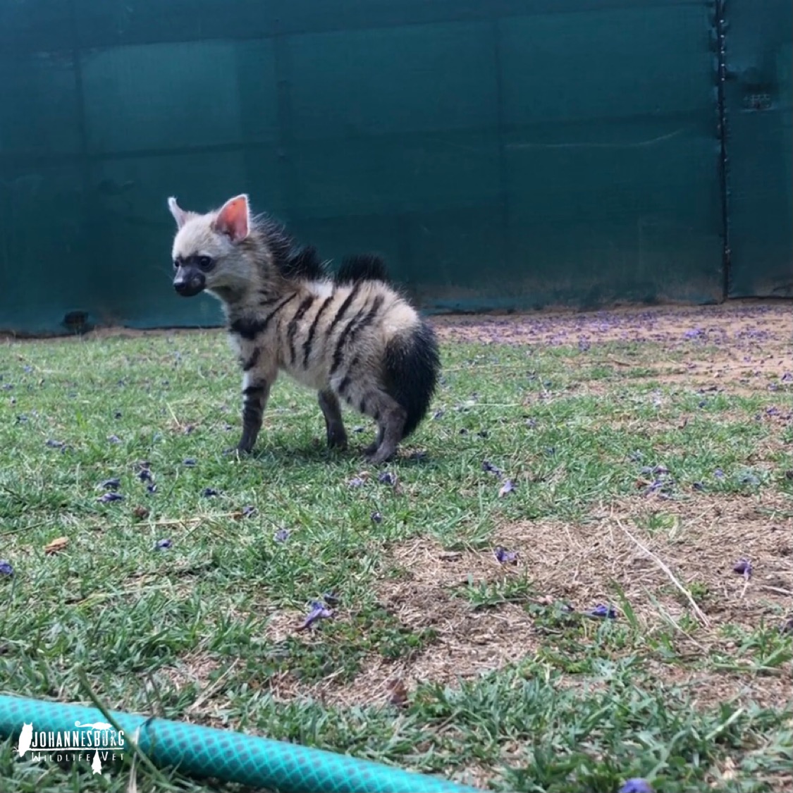 Aardwolf