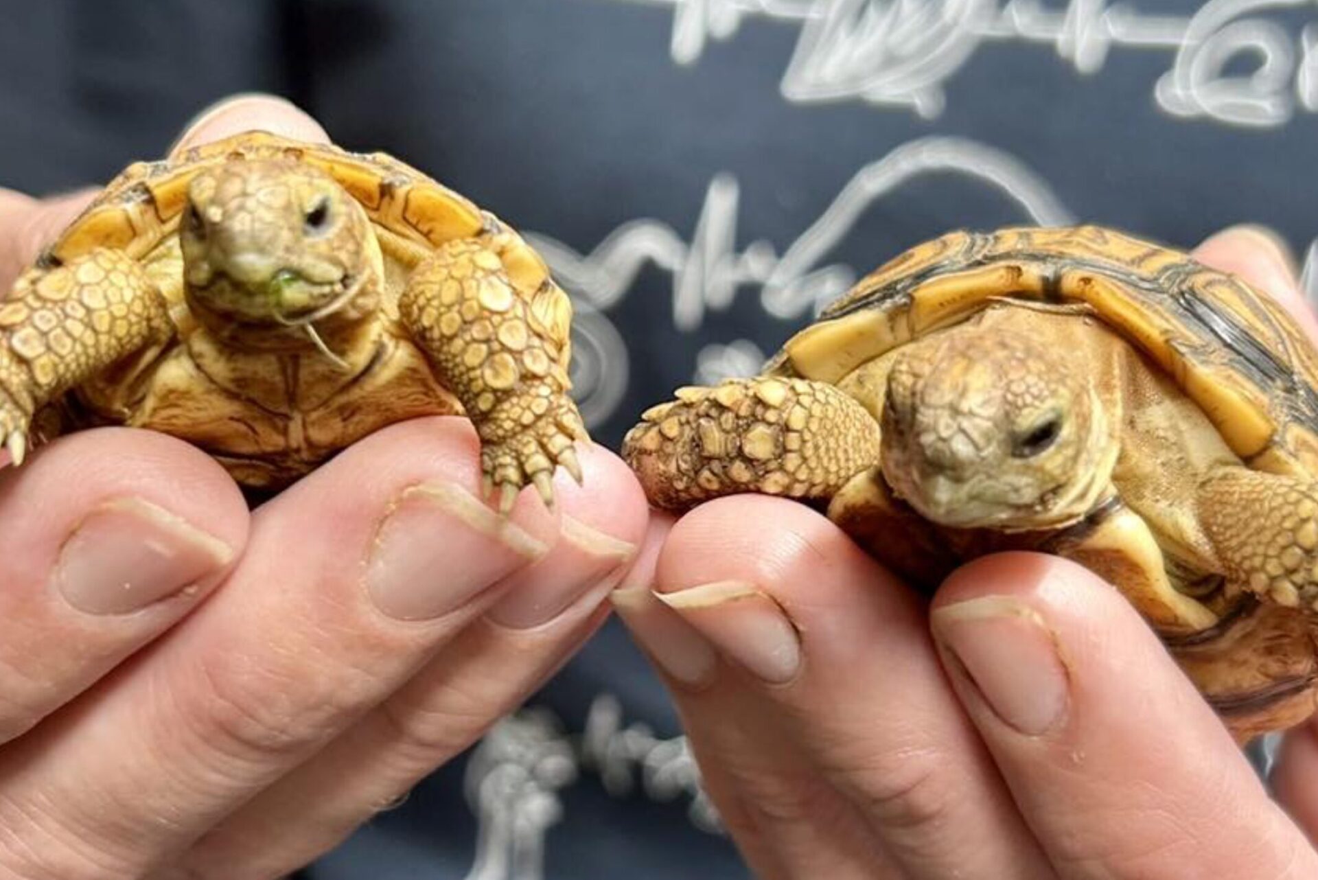 tortoises and terrapins