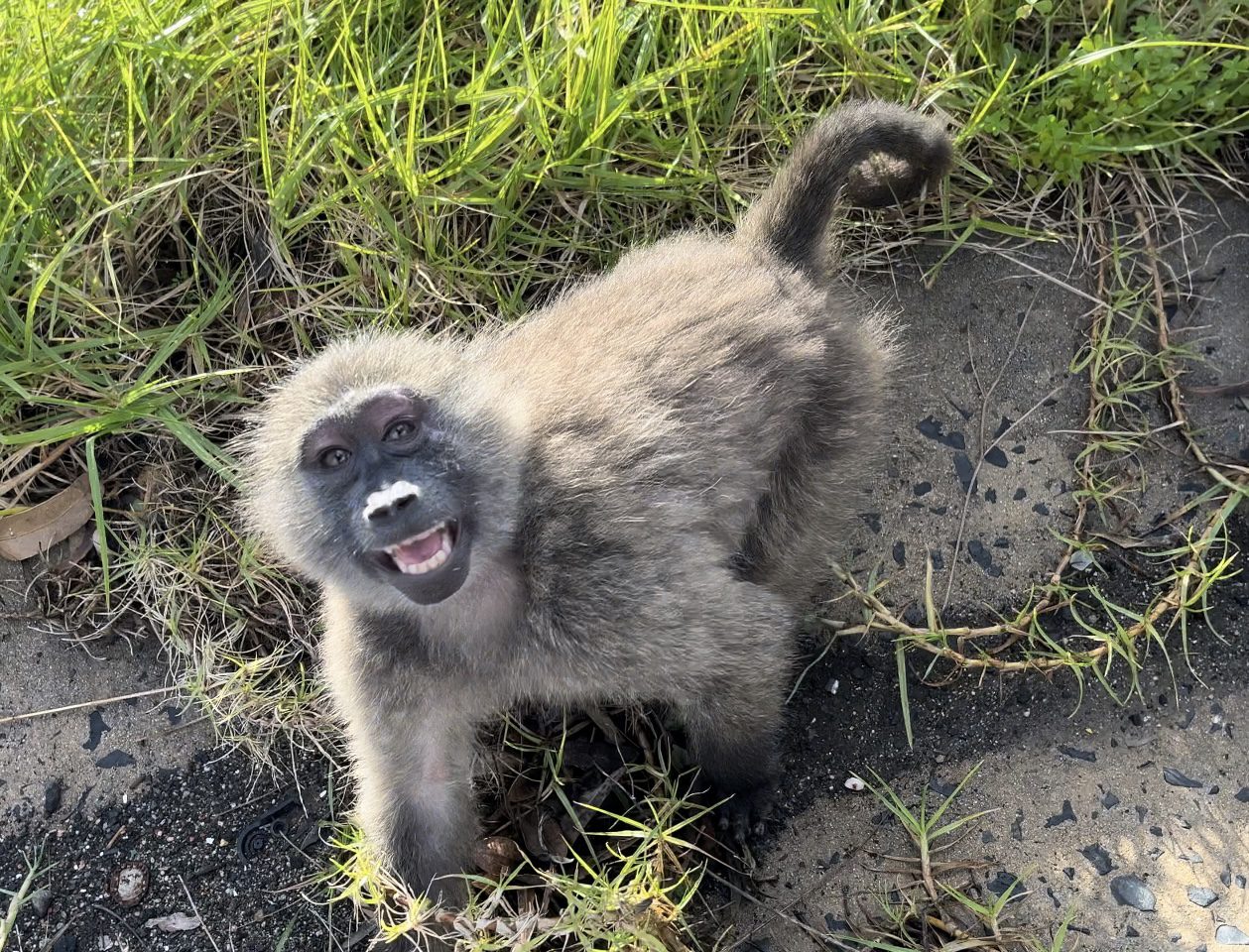 Kabili baboon