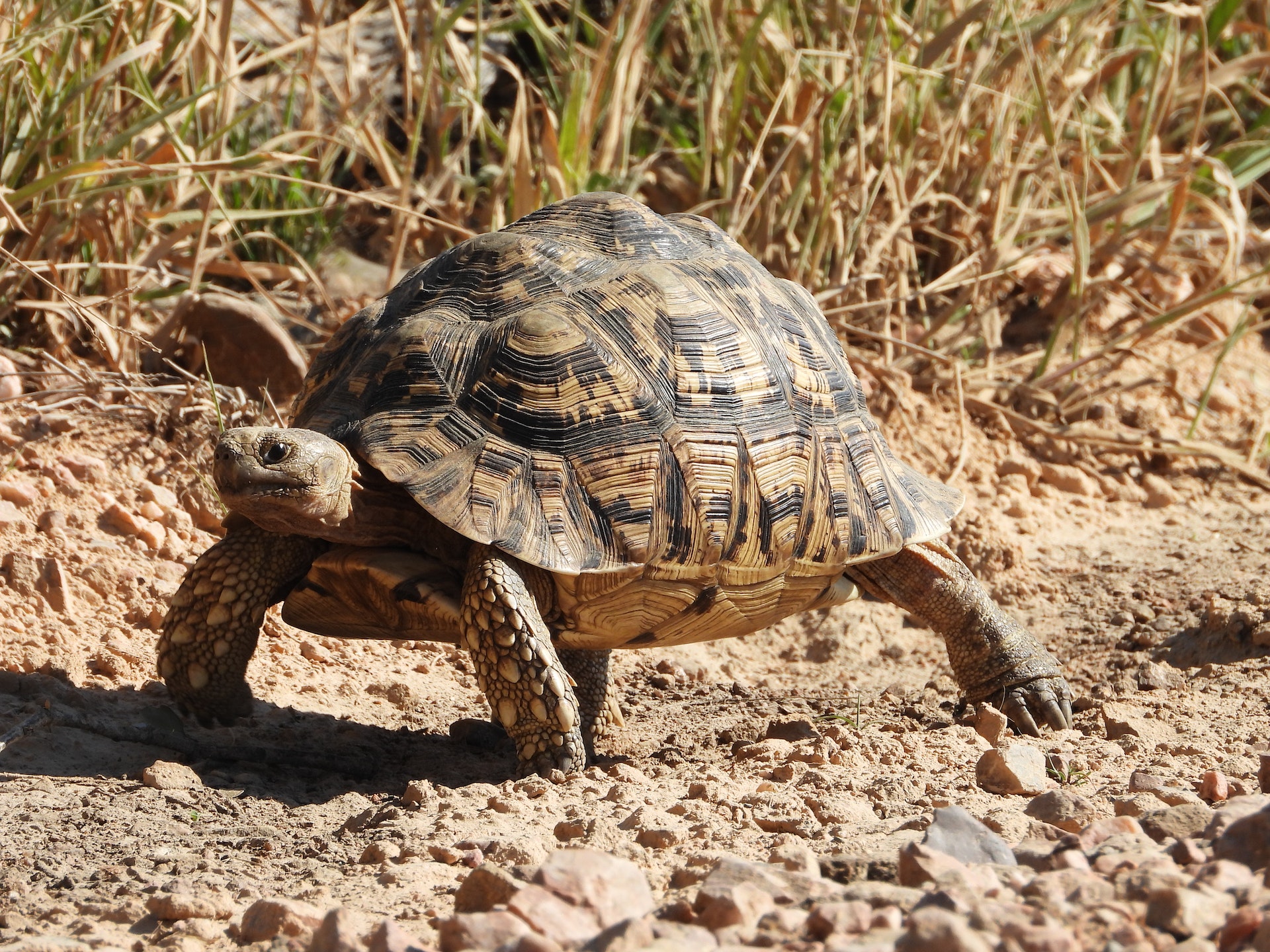 15 Tortoises Limpopo