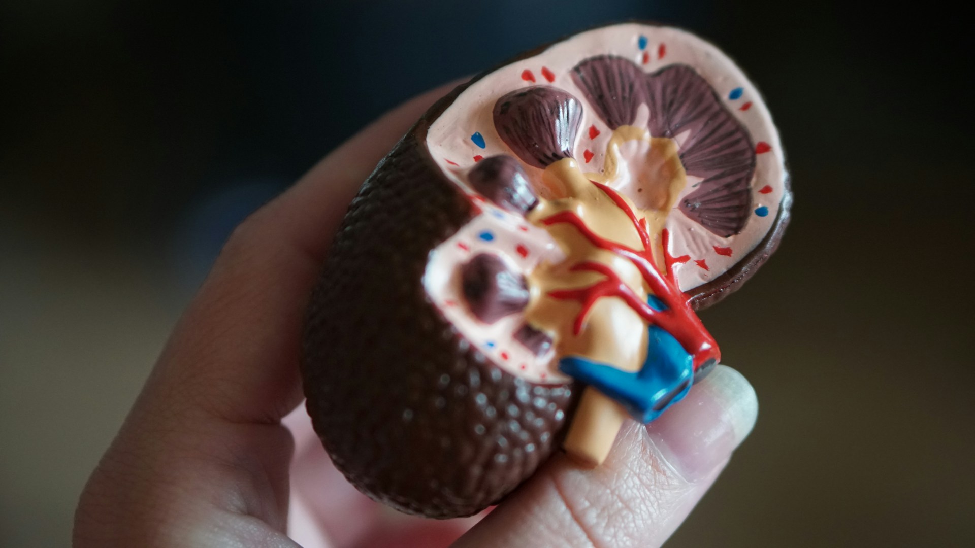 World Kidney Day