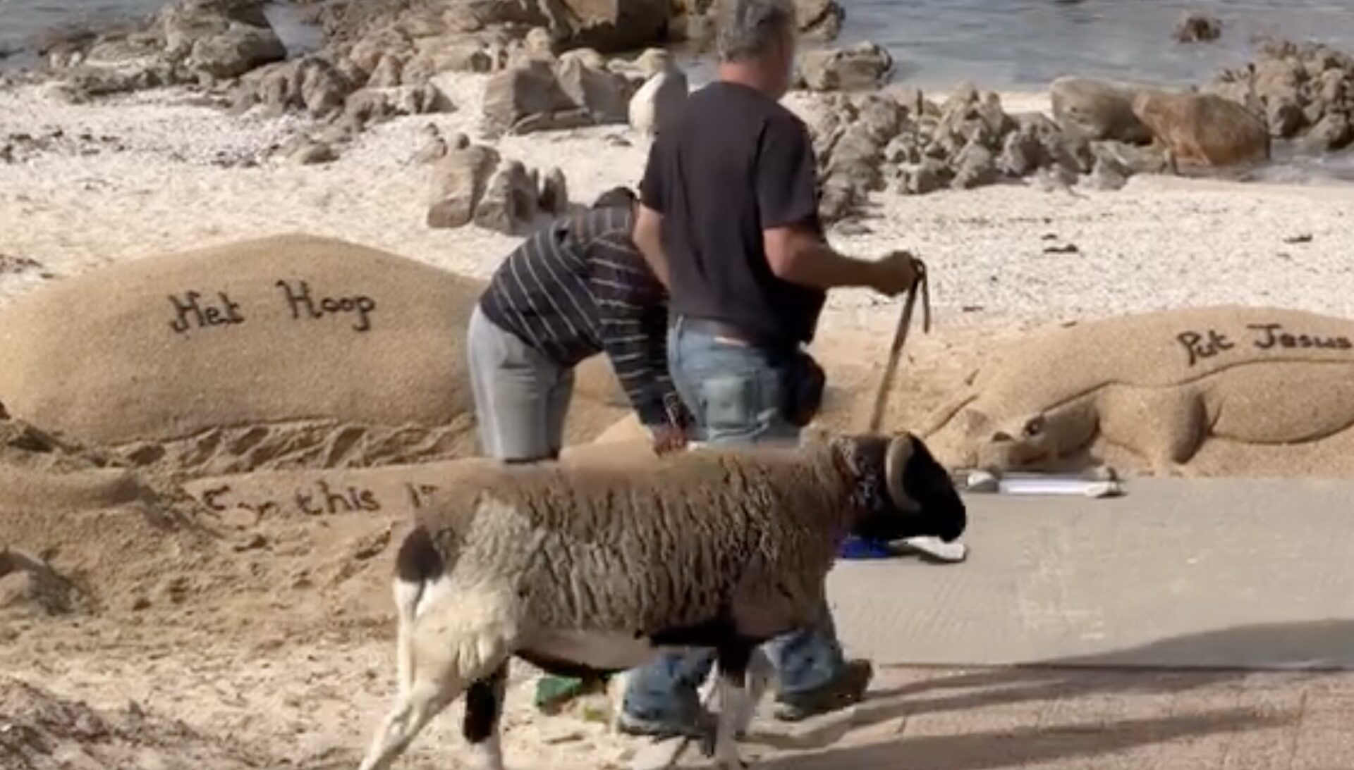 A Sheep