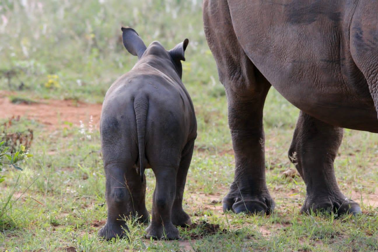 Rhino “Nana”