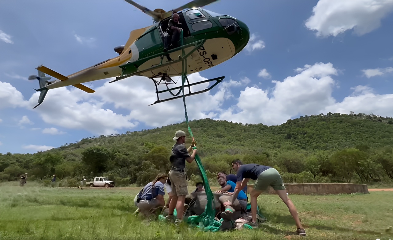 Against All Odds: Orphaned Rhino Calf Rescued After Tireless Search on New Year's Eve
