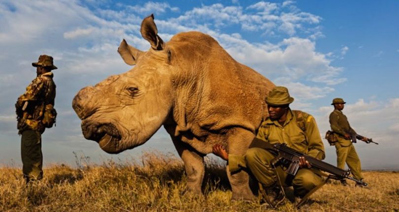 last northern white rhino