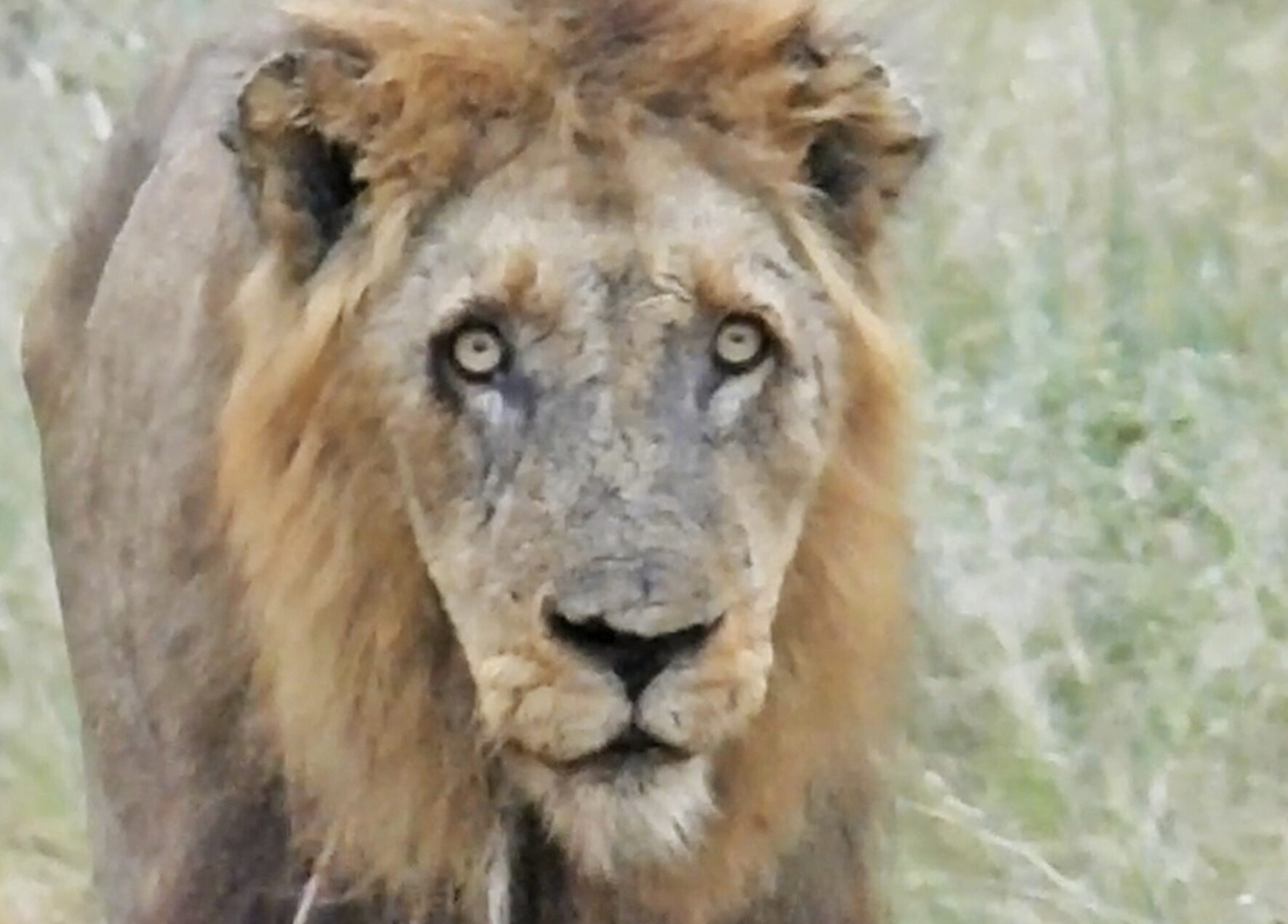 Oldest Lion