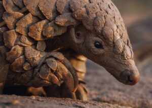 Pangolarium Kulu | Pangolin | Pangolins